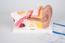 HUMAN EAR